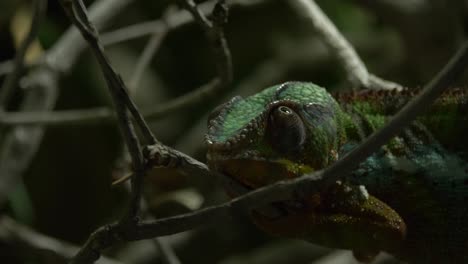 close-up of a resting panther chameleon