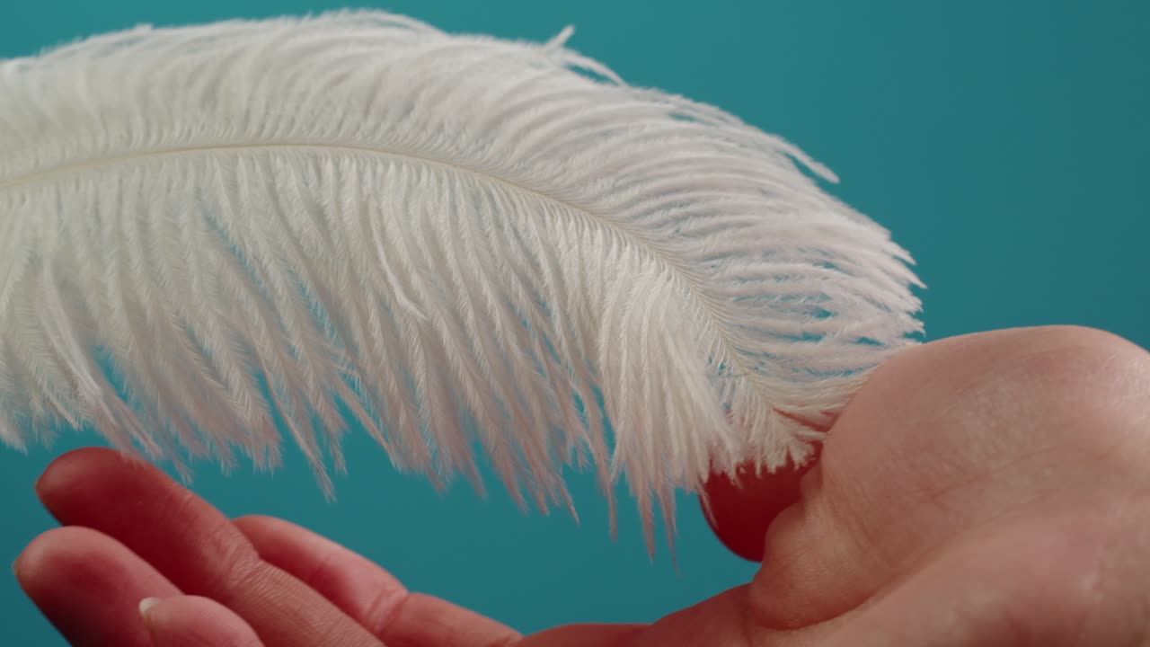 Hand Holding a White Ostrich Feather