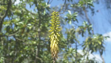 la flor amarilla del aloe vera con árboles en la parte de atrás
