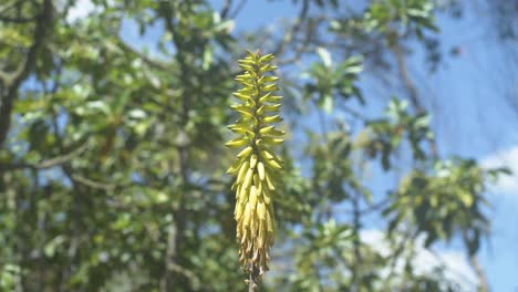 aloe vera's yellow flower with trees at the back