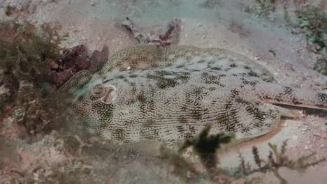 stingray feeding on sand in the caribbean sea