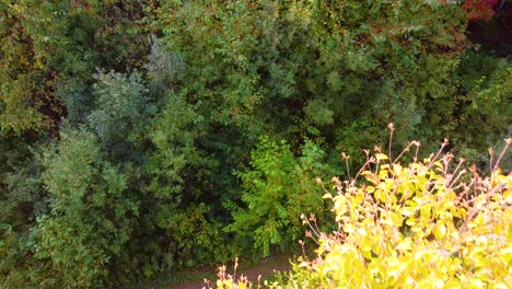 birds eye view falling down over red foliage trees in autumn colors maple and pine trees