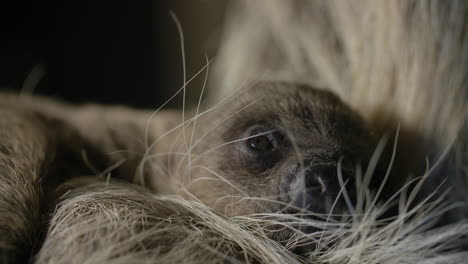 portrait of a baby sloth newborn