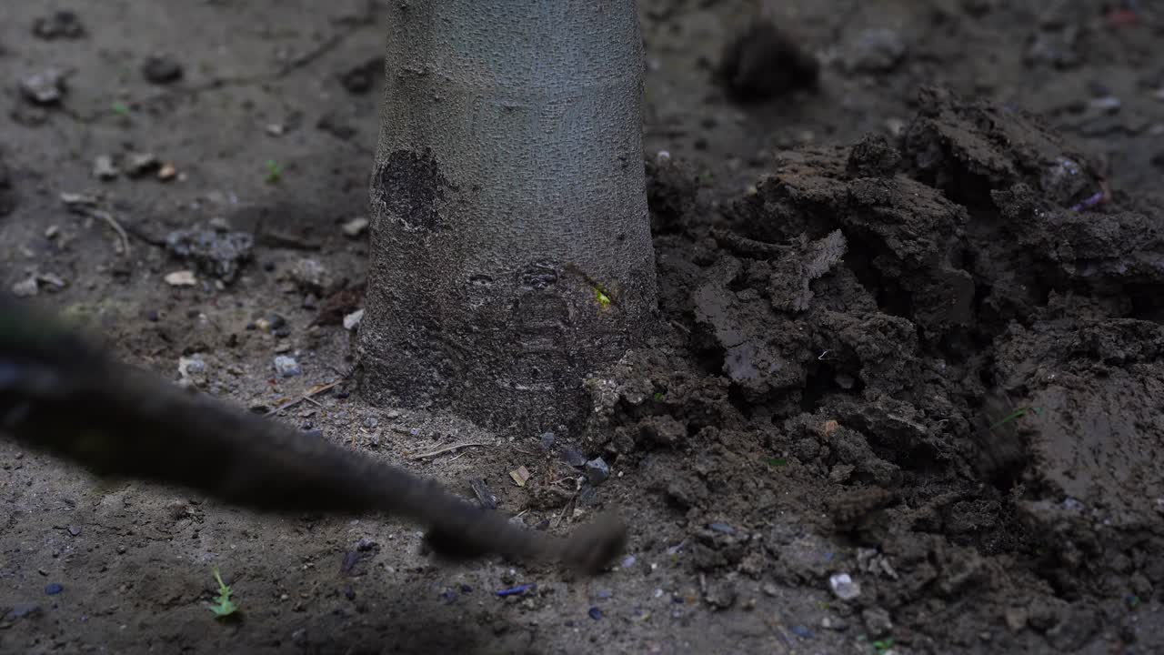 Shovel digging soil, ground in garden around tree trunk in spring
