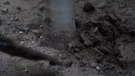 shovel digging soil, ground in garden around tree trunk in spring