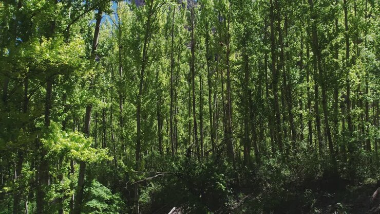 Volo ravvicinato nella foresta.