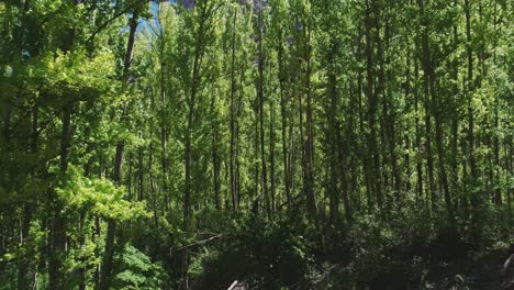 Close-flight-in-forest