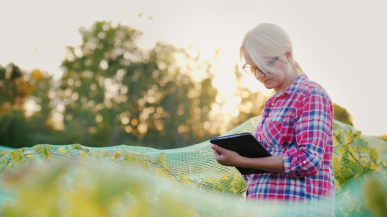 태블릿을 사용하는 포도원 주인