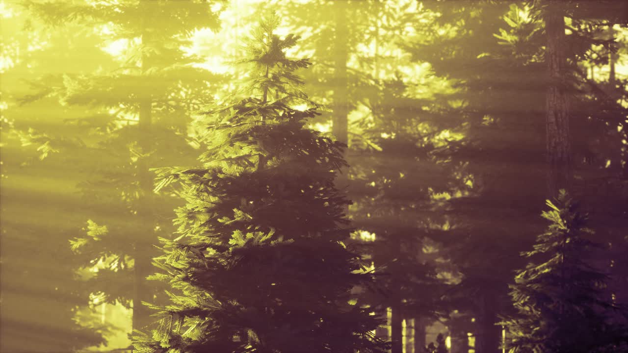 안개 숲에서 떠오르는 날까지