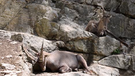 Close-up-cute-Capra-Ibex-lying-on-mountain-wall-in-sunlight-an-sleeping