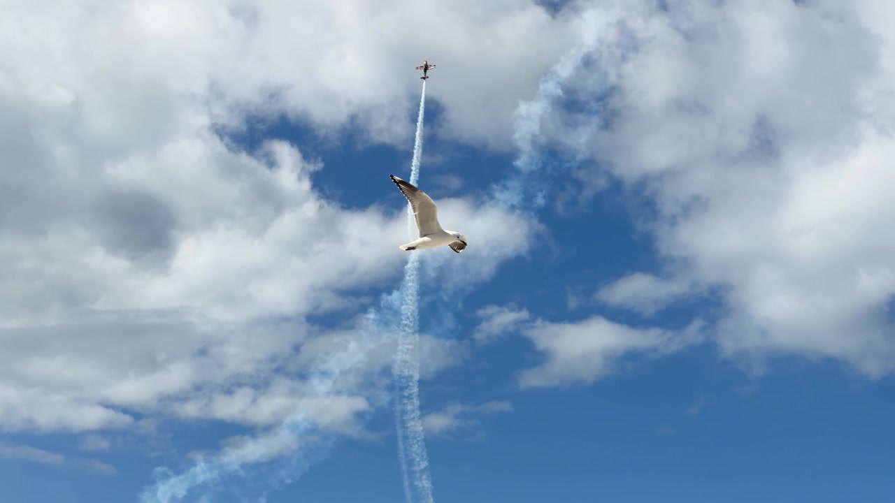 A stunt plane performs vertical climbs with smoke trails as a seagull flies past.