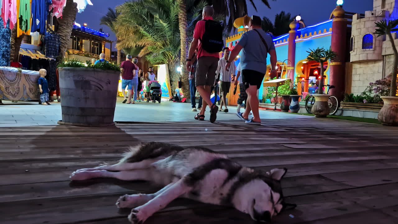 A Siberian husky dog sleeping on street of Dahab, Egypt during dusk with people strolling the local areas.
