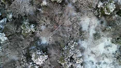 Der-Schneestoß-In-Großbritannien-Bringt-Ein-Winterwunderland---Luftdrohnen-Gimbal-Nach-Unten,-Überflug-über-Weiße-Baumwipfel---Wirral,-Merseyside,-Großbritannien