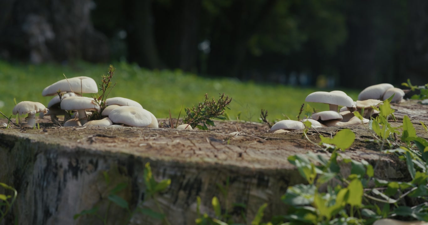 Close-up of a cluster of white mushrooms growing on an old tree stump in a park. The fungi are surrounded by green vegetation, highlighting natural growth and organic textures.