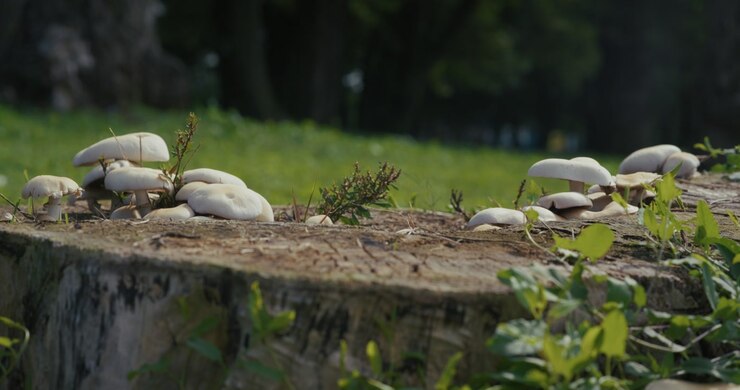 Close-up of a cluster of white mushrooms growing on an old tree stump in a park. The fungi are surrounded by green vegetation, highlighting natural growth and organic textures.