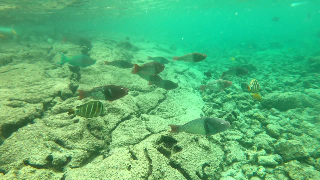 A variety of tropical fish swimming under the sea in Big Island, Hawaii. 4K underwater action footage. Snorkeling with sea animals.