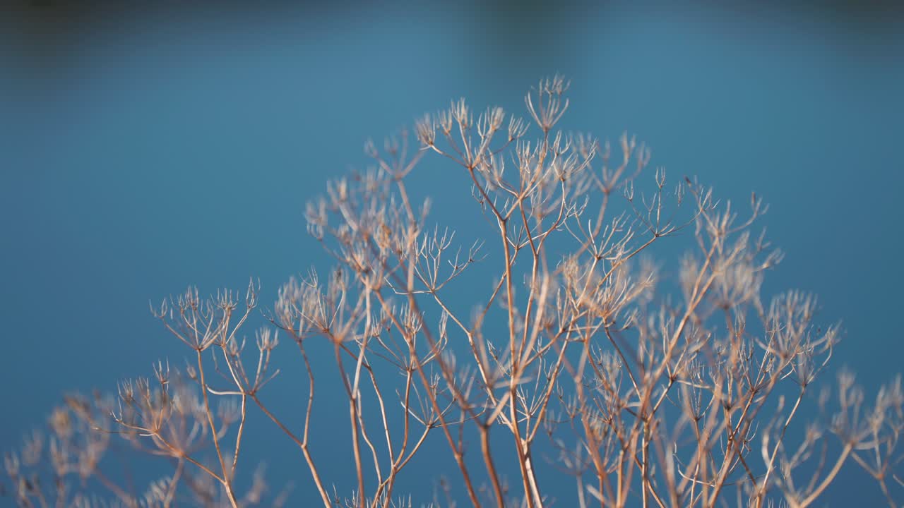 A close-up shot of the withered weeds swaying lightly in the wind on the blurry background