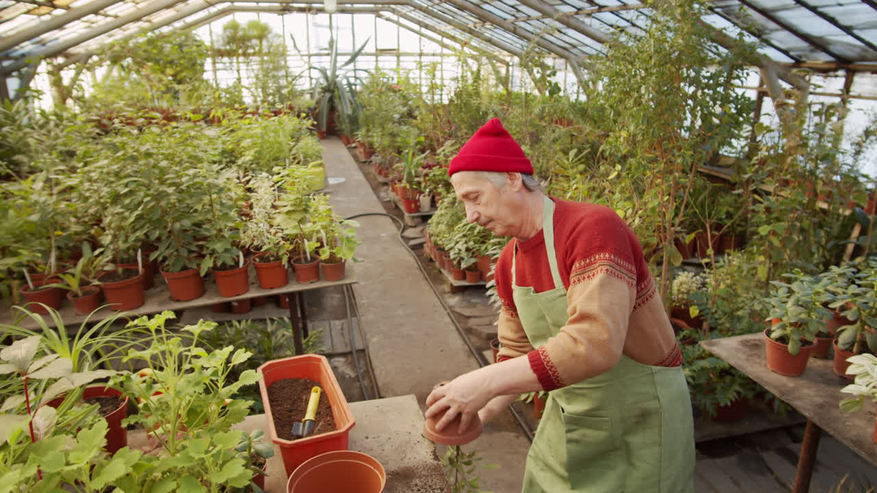 hombre mayor repotting planta en el invernadero de flores