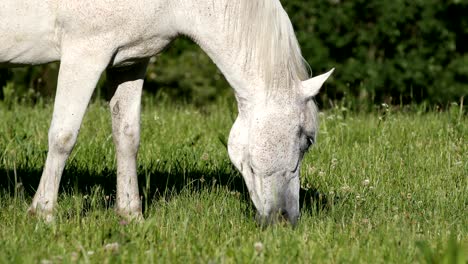 white horse is grazing in a spring meadow