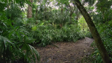 punto de vista de caminar en la selva tropical húmeda de panamá, con suelo de bosque húmedo y varias especies de palmeras que crecen alrededor