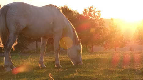 a beautiful white horse is grazing on a green meadow at sunset a beautiful white horse is grazing on a green meadow at sunset slow motion