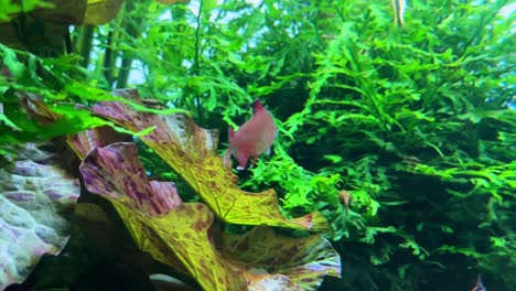 un pez colorido nadando entre plantas acuáticas verdes y rojas vibrantes en un acuario