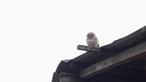 White-cute-gray-young-wild-owl-bird-sitting-on-wooden-rooftop-turning-head,-looking-around,-cloudy-sky