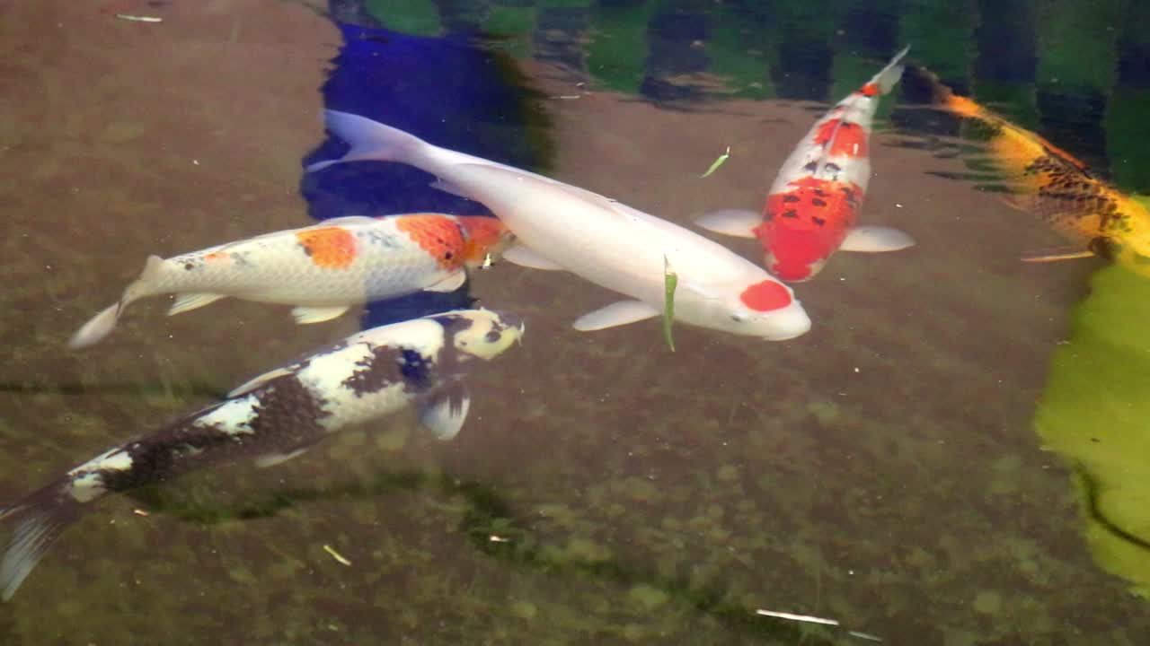 different coloured Koi fish swimming in a pond