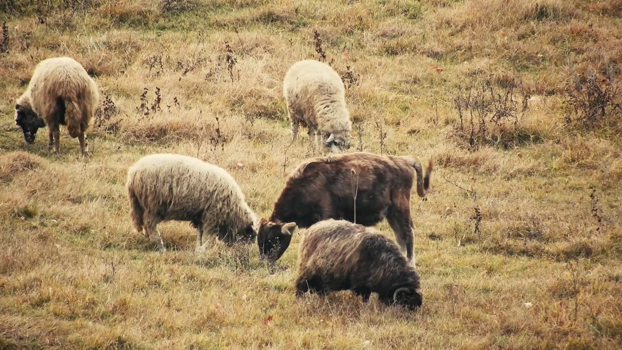 Gregge di pecore che mangiano erba nel campo con alcune mucche nelle vicinanze