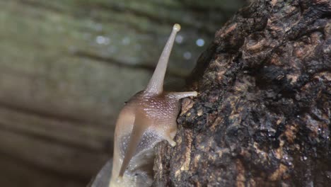 african giant snail crawling - achatina fulica