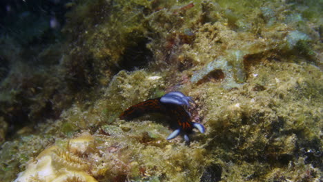 Incredible-orange,-black,-and-blue-Roboastra-gracilis-nudibranch-fighting-against-the-strong-current-on-the-ocean-floor