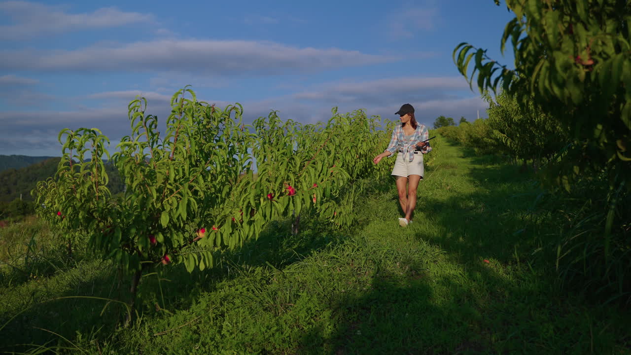 果樹園で桃の木を調べている女性
