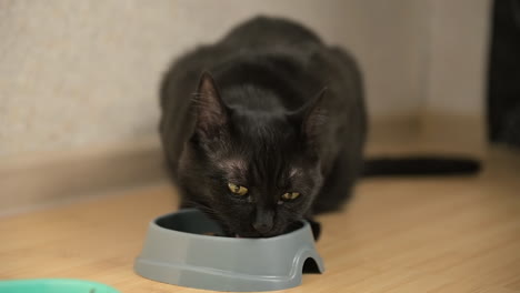 gato negro hambriento comiendo comida del tazón en casa 1