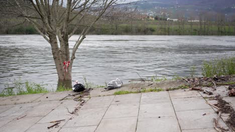 resting ducks by riverside in broad daylight