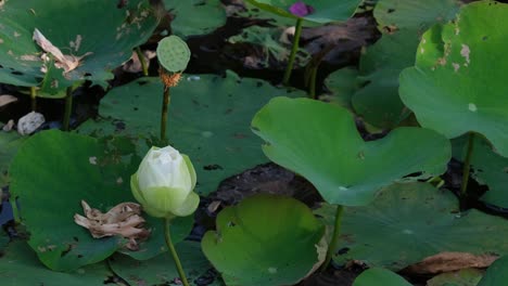 芽生える白い蓮の花と ⁇ そのすぐ後ろのポッドが ⁇ 庭の池で見えます ⁇