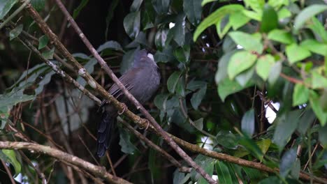 mirando hacia la derecha mirando hacia arriba y hacia atrás mientras mueve la cola, zorzal risueño de garganta negra, pterorhinus chinensis, parque nacional de khao yai, tailandia