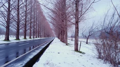 Von-Bäumen-Gesäumte-Straße,-Urweltmammutbäume-Bei-Metasequoia-Namiki