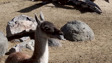 Llama-relaxing-in-the-sunshine---portrait