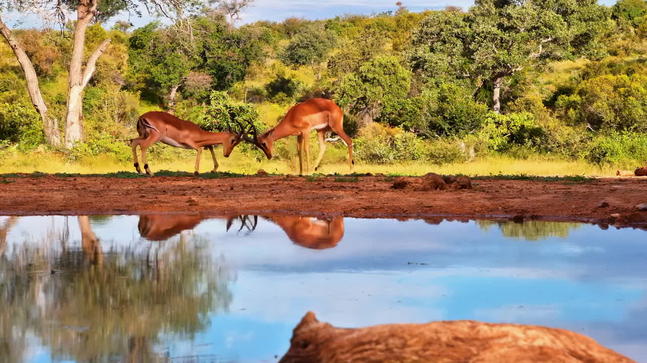 Duas impalas selvagens enfrentam-se às margens de um charco com reflexos nítidos