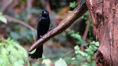 camera zooms out revealing this black bird drinking some fresh water dripping from a branch, hair-crested drongo dicrurus hottentottus, thailand