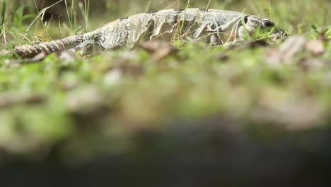 伊瓜納 (iguana) 動物的動物