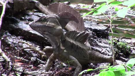 un lagarto basilisco observa su entorno