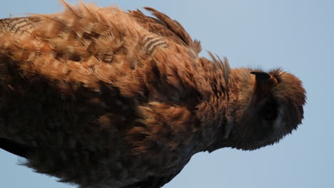 vertical - juvenile golden eagle with brown plumage in sunlight