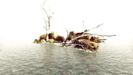 lone island with dry trees and rocky shore surrounded by calm water