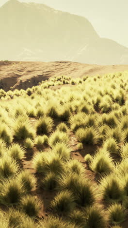 desert landscape with grass and mountain