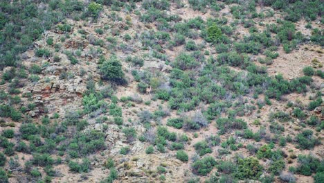 Male-Deer-Chase-Display-during-Rutting-Season-in-Mountainous-Cliffside-Terrain-in-4K-50fps-5