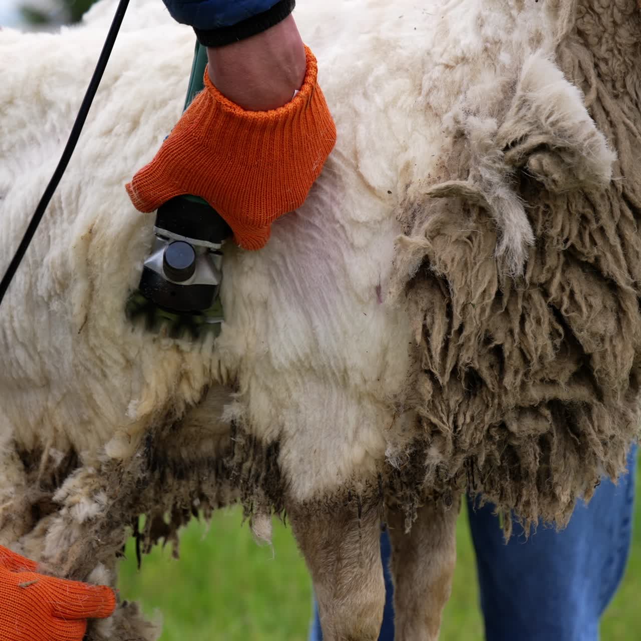Professional cutting machine shearing sheep. Process of shearing sheep on a farm by electric clipper. Farmer cutting wool on a sheep. Close-up