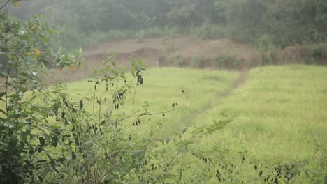 Plantas-Verdes-Con-Campo-De-Arroz-En-El-Fondo