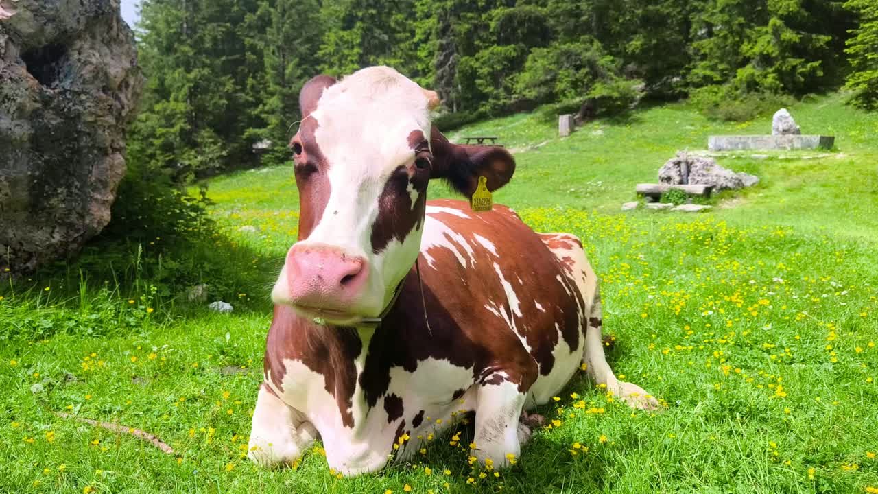 Close-up Portrait Of A Chewing Cow On Vallunga Valley Above Selva, Val Gardena, Dolomites, Italy.
