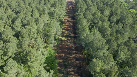 dron de tala de árboles o deforestación